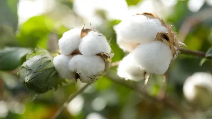 2 organic cotton growing on a bush