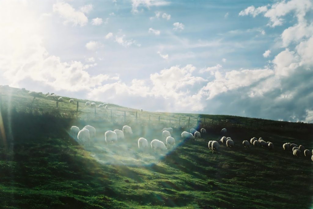 A group of merino sheep are grazing in the grassland