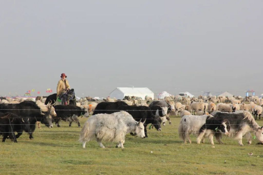 A herd of yaks on the grass