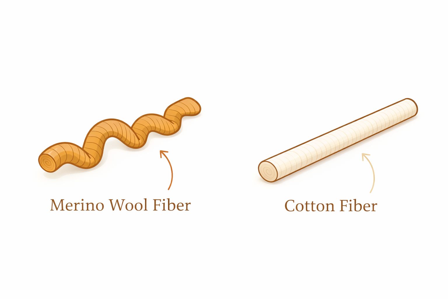 A diagram showing the crimped fiber structure of Merino wool compared to a straight cotton fiber