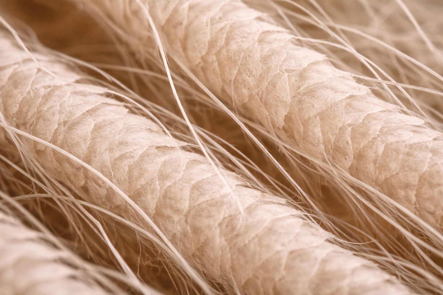 A microscopic close-up of wool fibers showing their natural scale structure