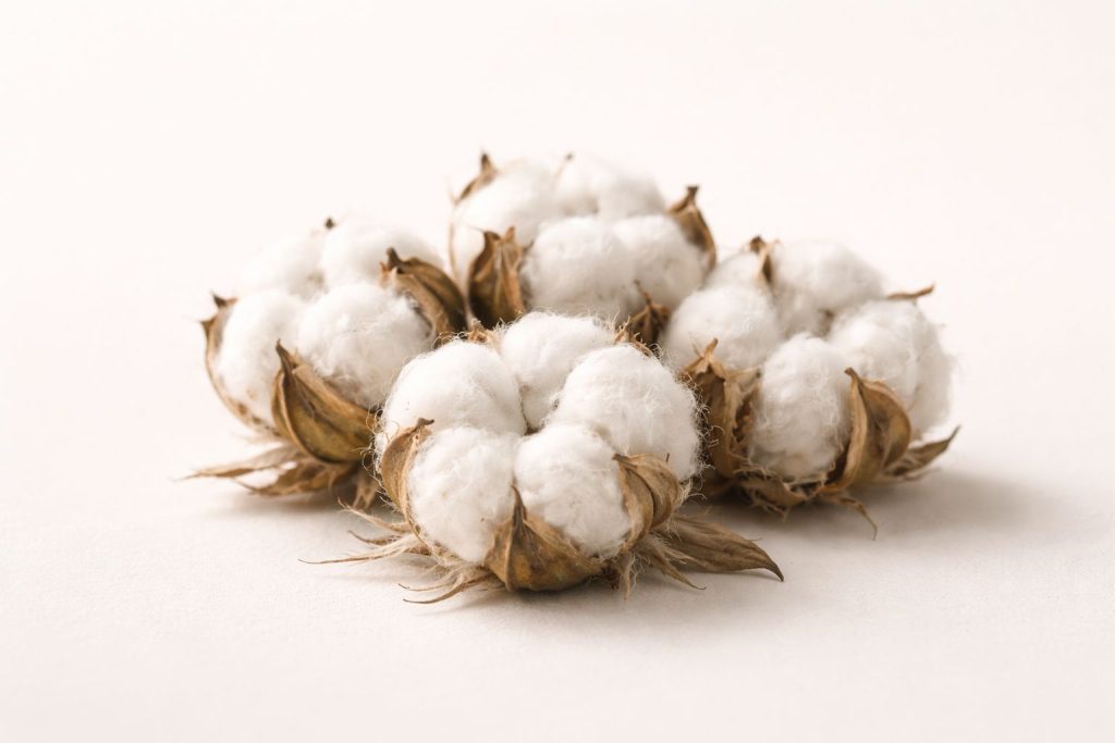 Raw organic cotton bolls, clean neutral background, premium minimal editorial style, soft warm light, realistic texture,